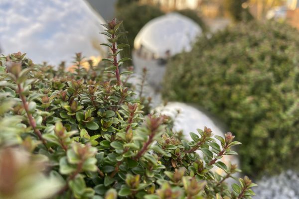 Comment désherber son jardin