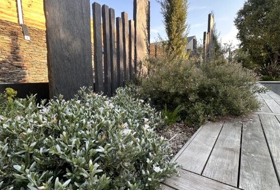 Jardin contemporain avec brise-vue en bois, cyprès et végétation méditerranéenne - Création paysagiste Angers